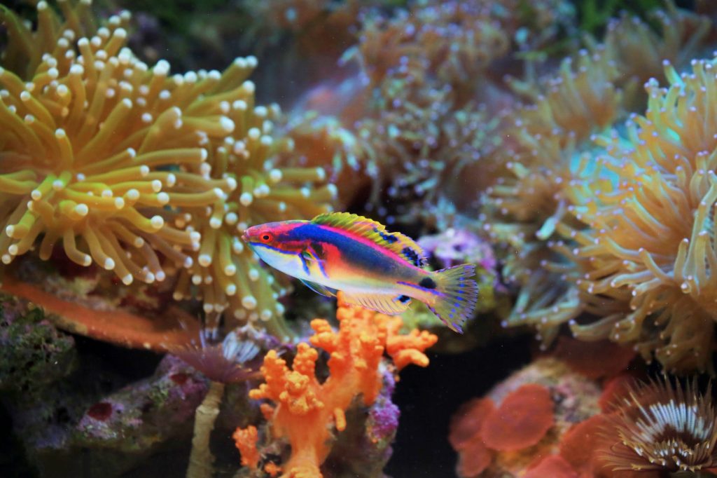 Récif corallien coloré avec des poissons tropicaux, écosystème marin à protéger