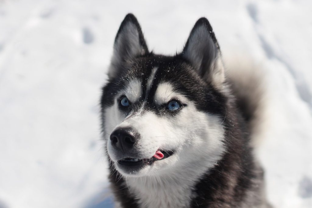 Chien à poil long au pelage dense en extérieur