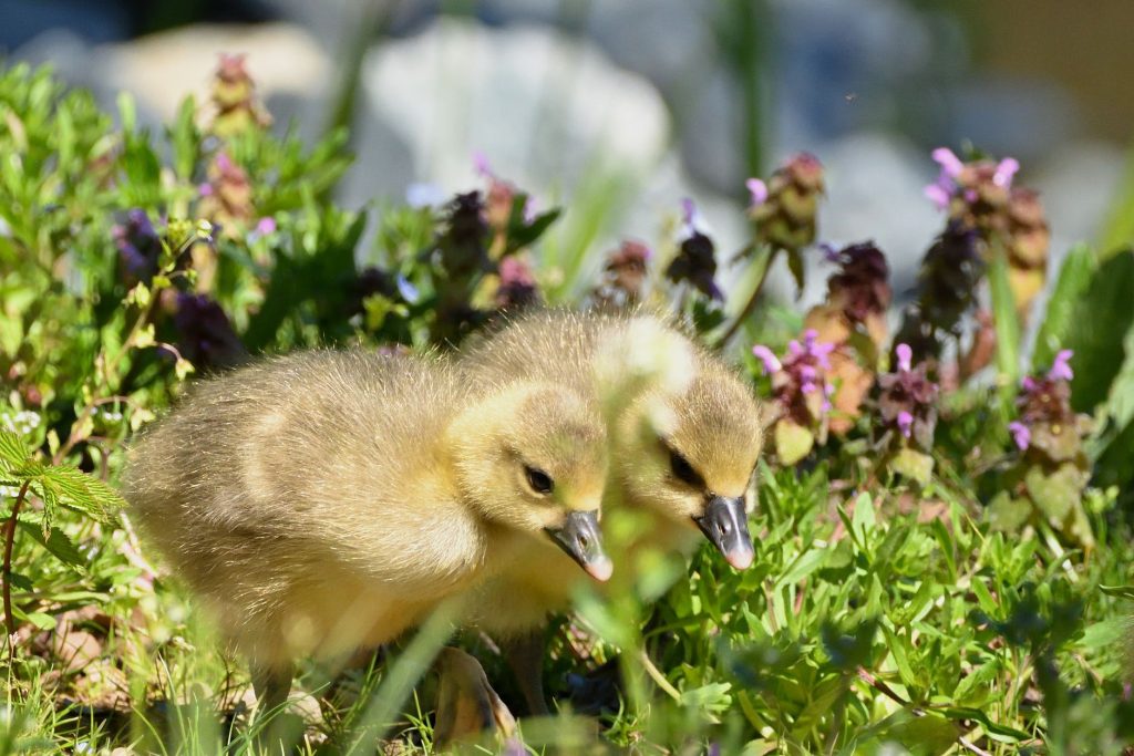 Oisons jaunes marchant dans l'herbe près de leur mère