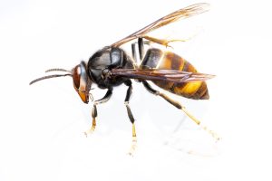 Les espèces invasives : comprendre la menace