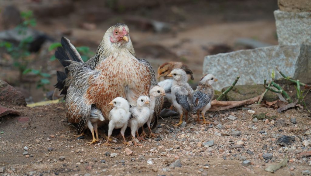 Poule accompagnée de ses poussins dans une basse-cour