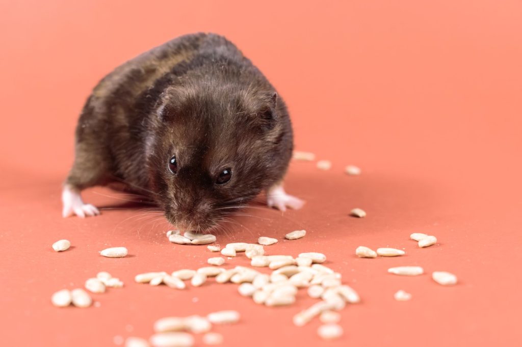 Hamster russe en train de manger des graines tenues entre ses pattes