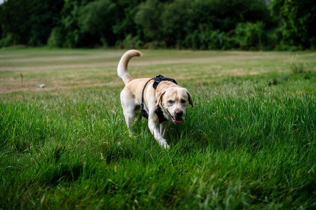 Chien senior en promenade tranquille sur un chemin herbeux