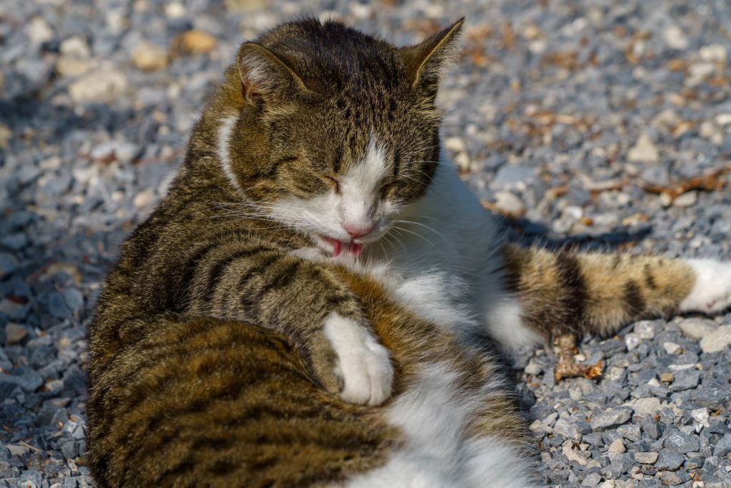 Chat en train de se toiletter et de se lécher la patte