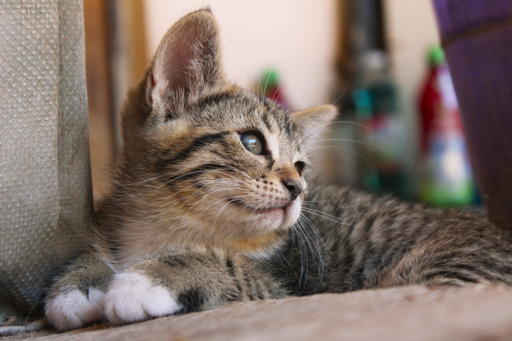 Jeune chaton installé au calme avant sa stérilisation