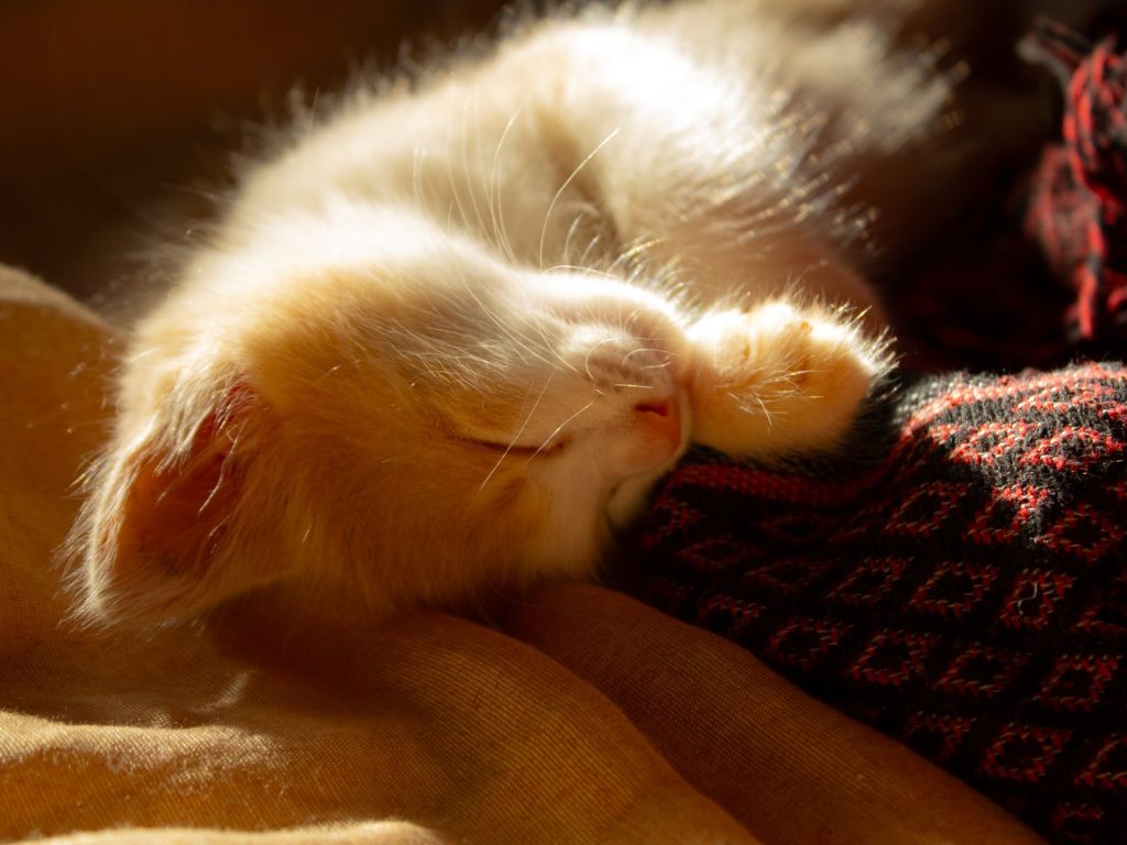 Chat au repos sur une couverture pendant sa convalescence après stérilisation