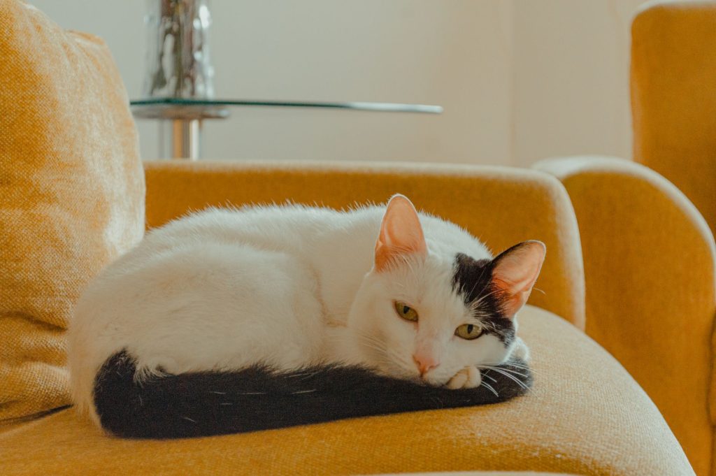Chat domestique au repos sur un canape dans un salon