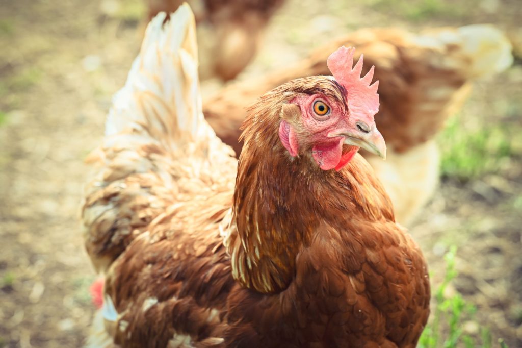 Poule rousse en pleine mue automnale dans un poulailler de jardin