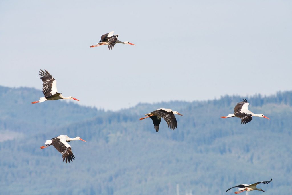 Groupe de cigognes blanches rassemblées dans une prairie avant la migration