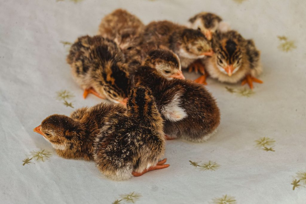 Jeune caille au plumage clair se déplaçant dans l'herbe