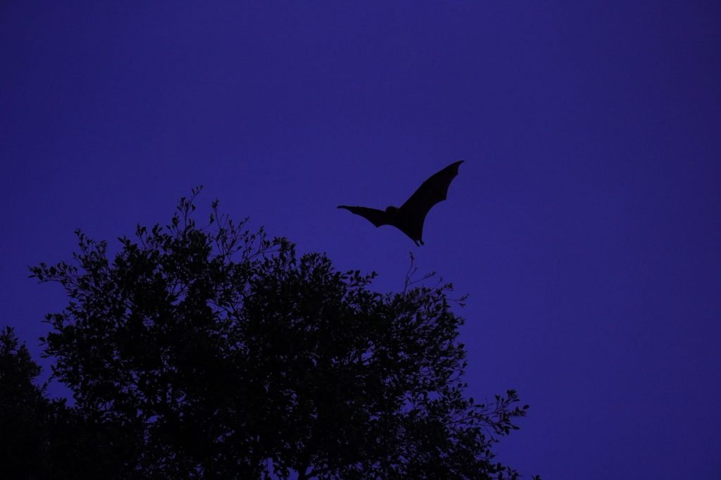 Chauve-souris en vol dans le ciel sombre de la nuit