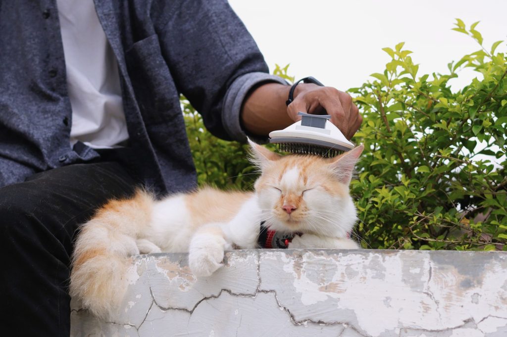 Chat brossé par son propriétaire pendant la période de mue