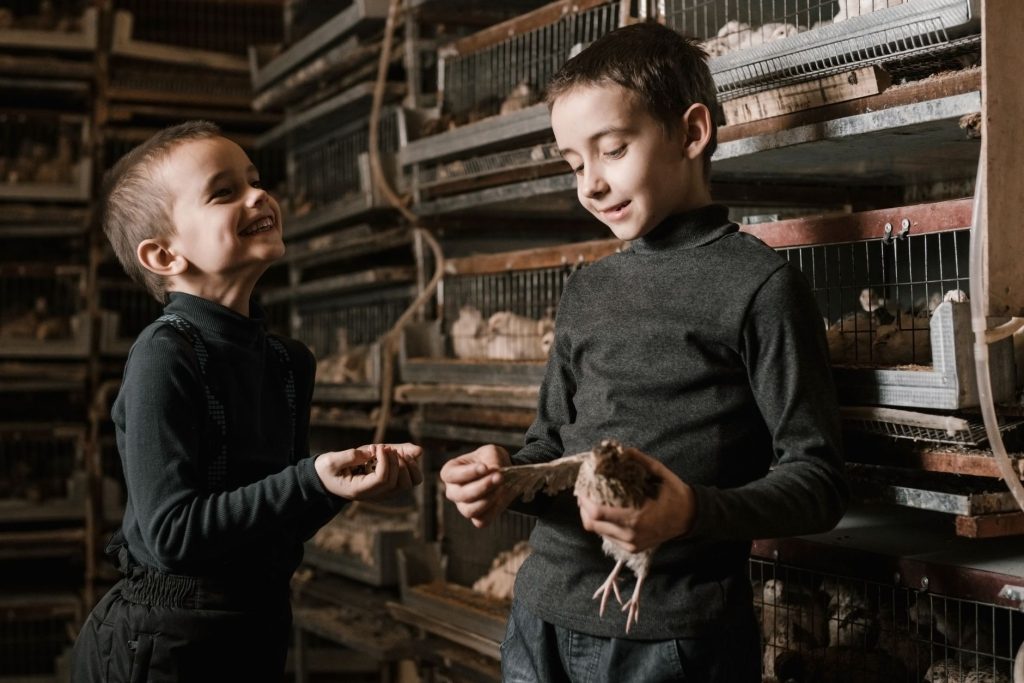 Cailles dans un enclos grillagé avec litière et mangeoire