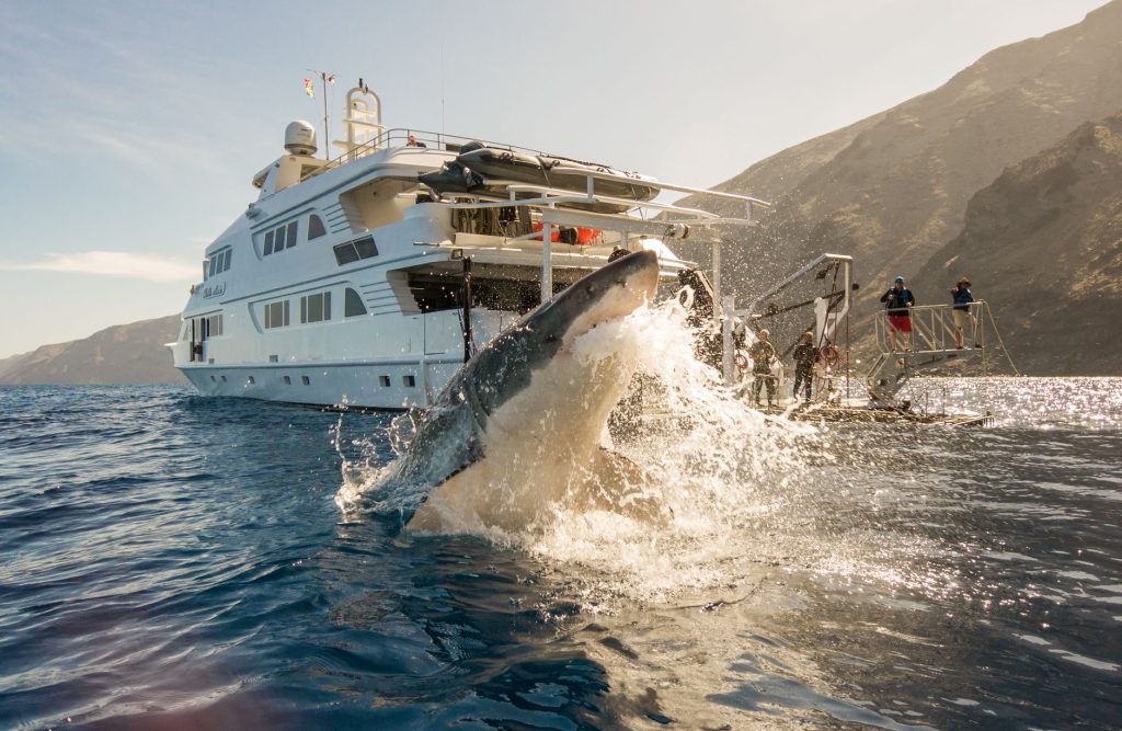 Plongée d'observation d'un requin en mer