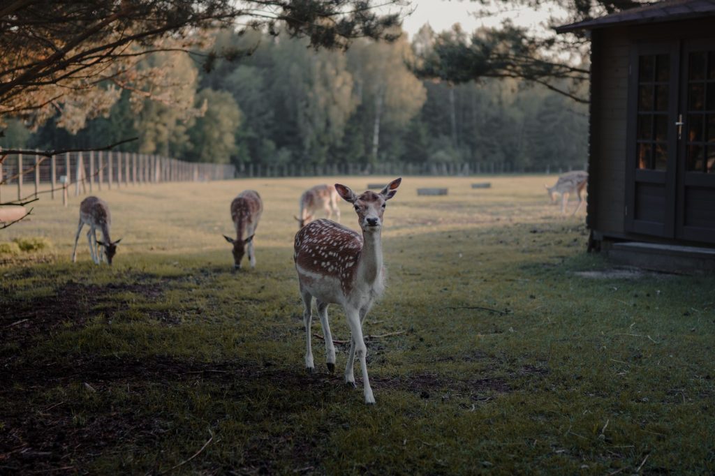 Chevreuil broutant en bordure de champ, à la lisière entre forêt et espace ouvert