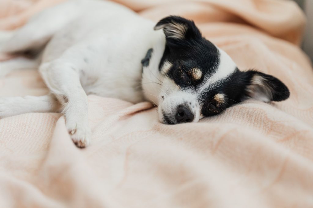 Chien age allonge et endormi sur une couverture dans un interieur calme