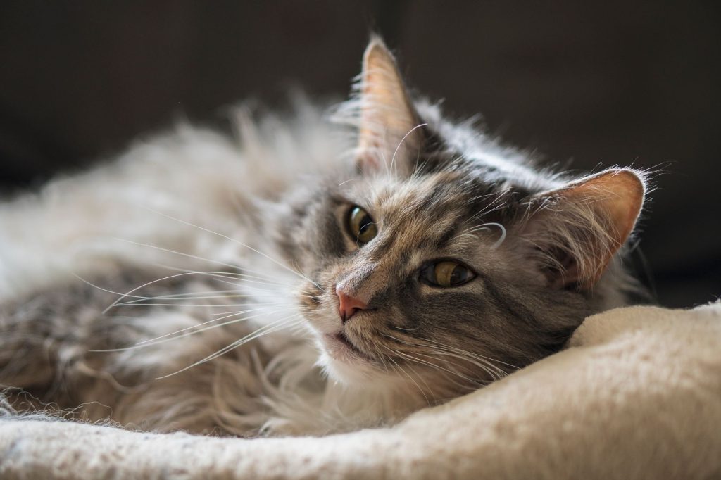 Chat à poil long au repos, pelage fourni