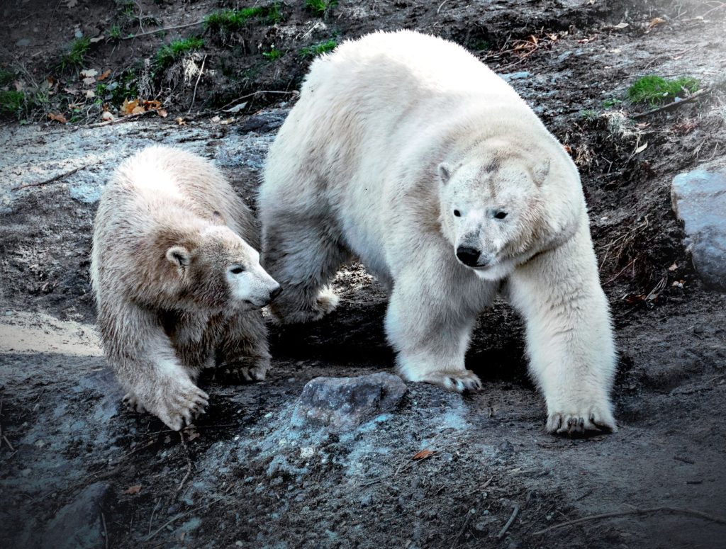 Deux ours polaires marchant côte à côte sur un terrain arctique