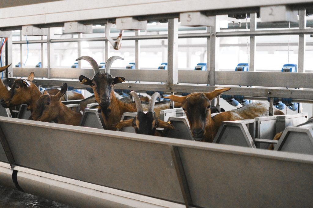 Traite d'une chèvre laitière dans une salle de traite
