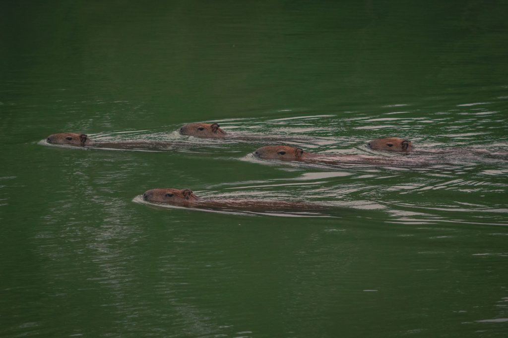 Capybara nageant dans une rivière, seule la tête dépassant de la surface