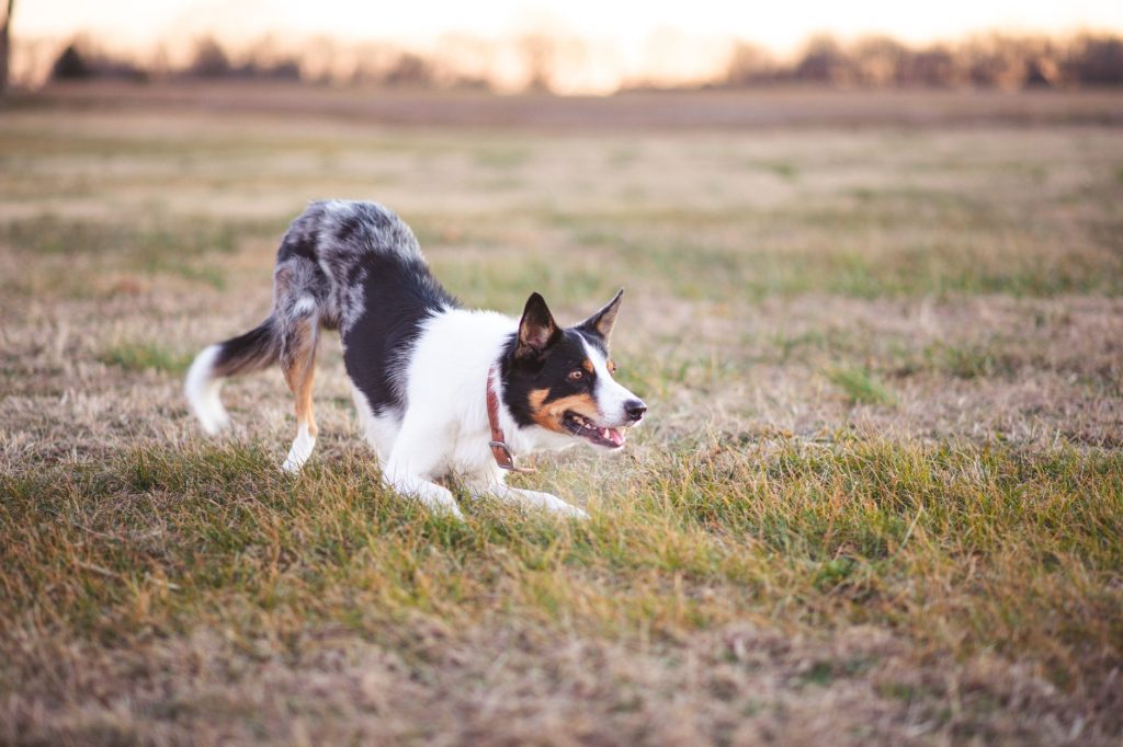 Chien courant à pleine vitesse dans une prairie lors d'une promenade en liberté