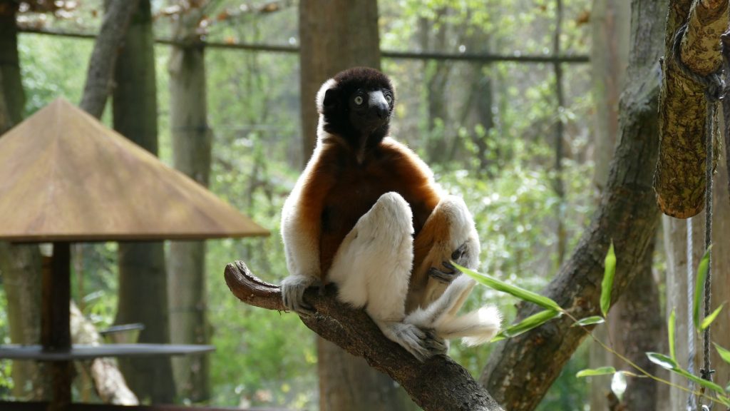 Lémurien sifaka bondissant dans la forêt de Madagascar