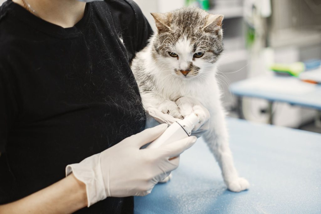 Veterinaire examinant un chat lors d une consultation en clinique