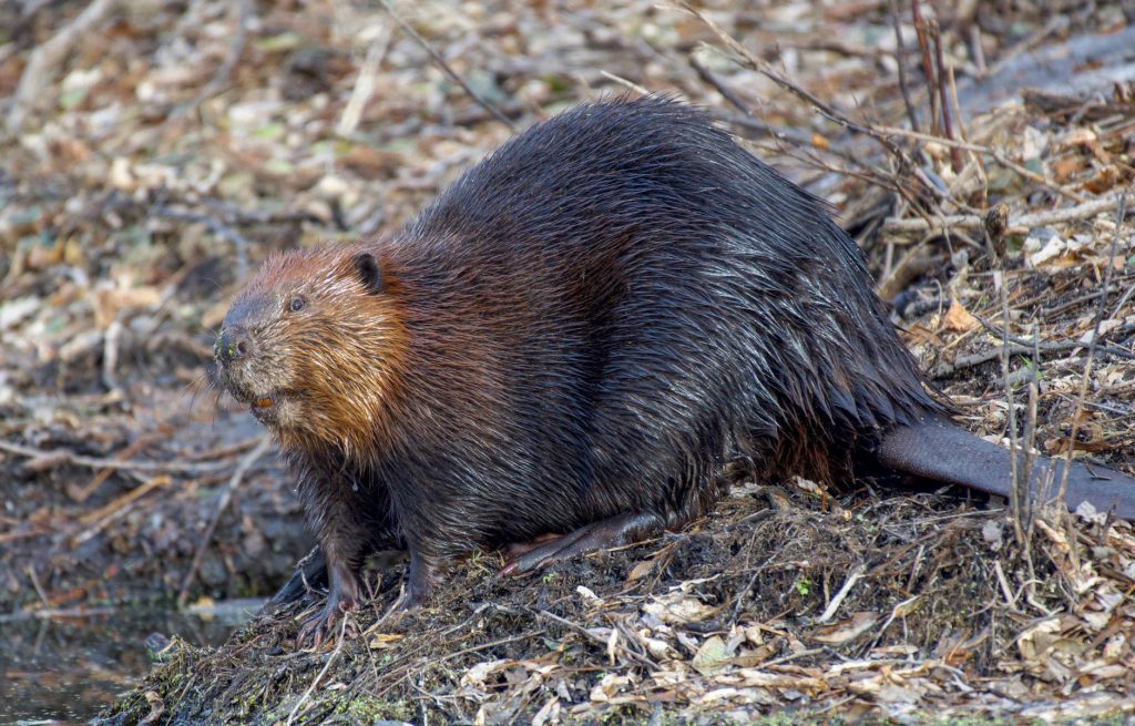 Castor assis au bord de l’eau, silhouette trapue et fourrure dense