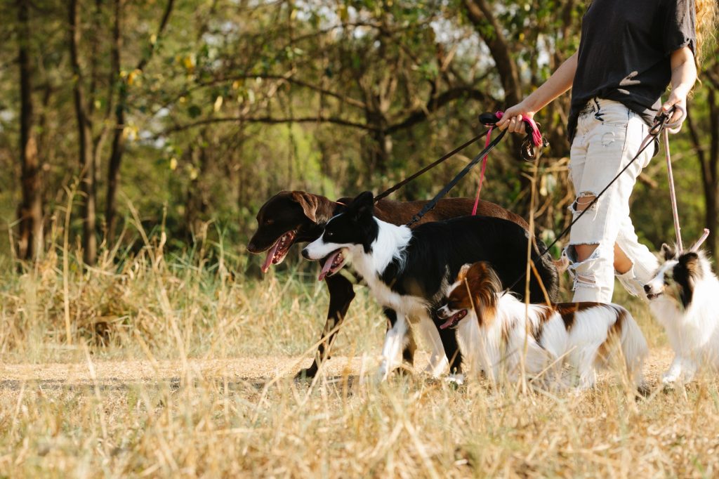 Maître promenant son chien en laisse dans un parc avant de partir travailler