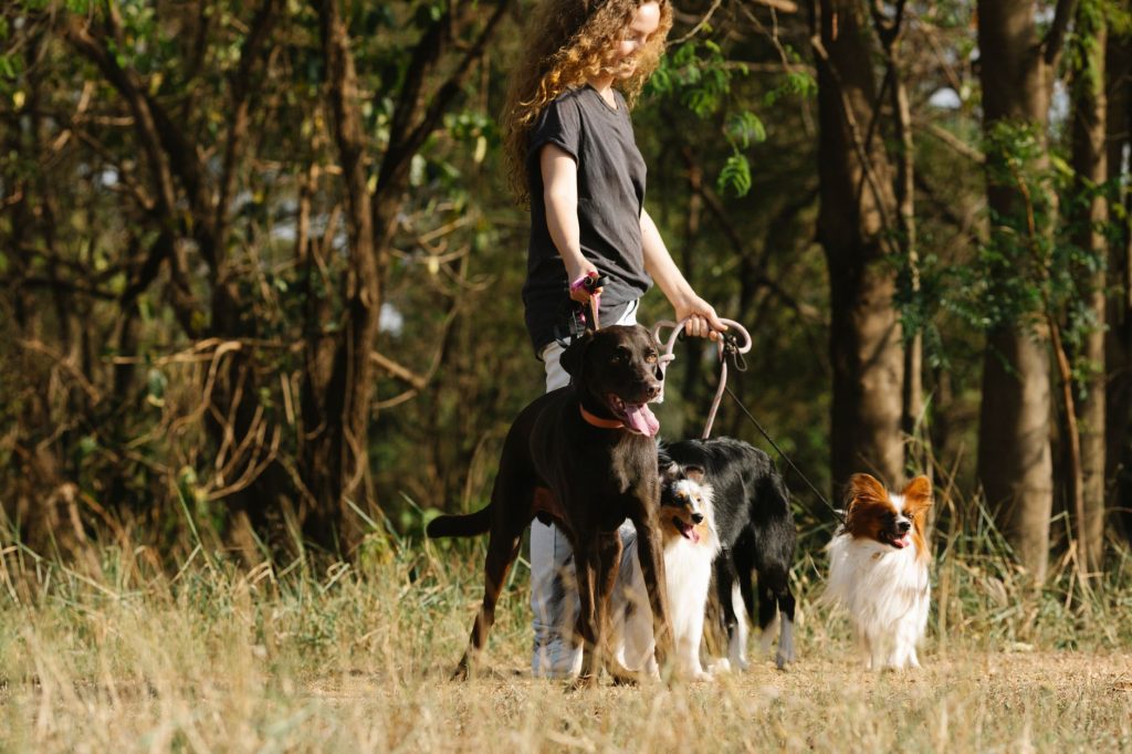 Promeneur avec son chien tenu à la longe sur un chemin bordé d'arbres