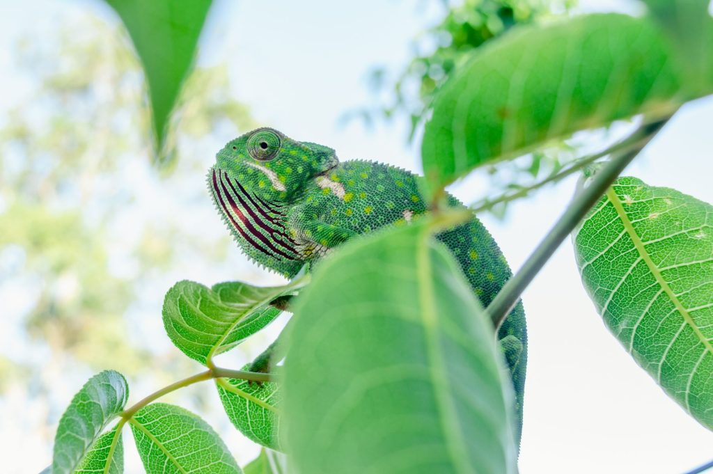 Caméléon vert progressant lentement dans le feuillage