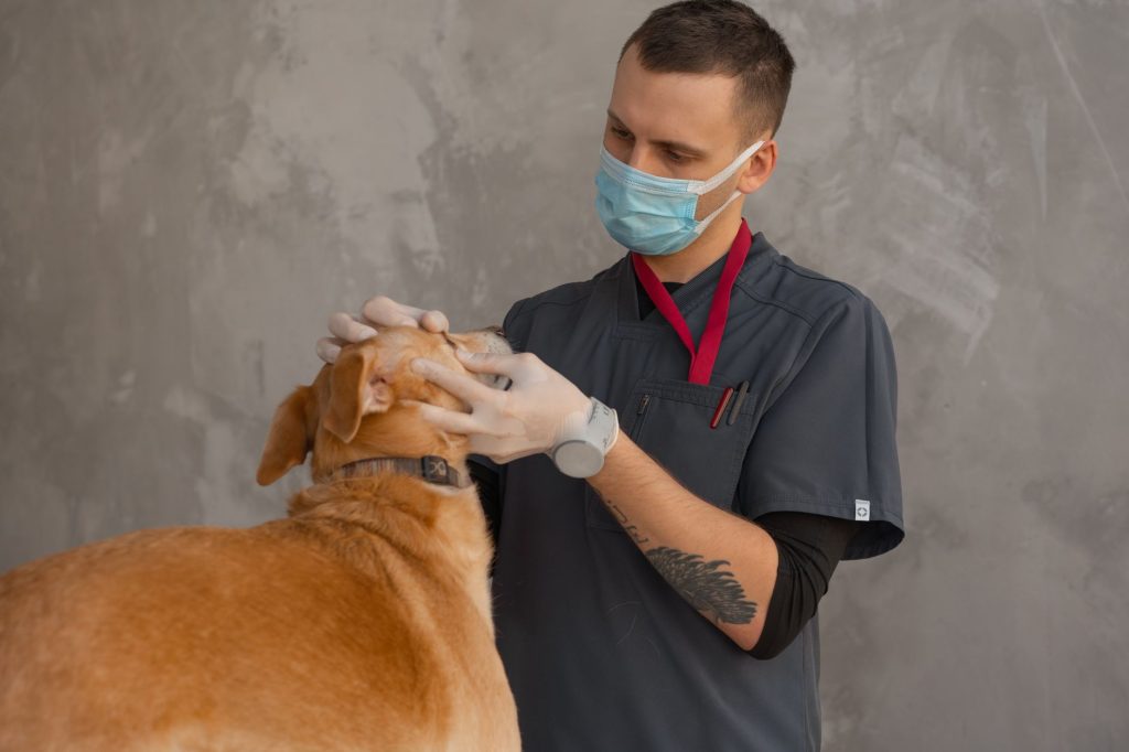 Vétérinaire examinant un chien lors d’une consultation