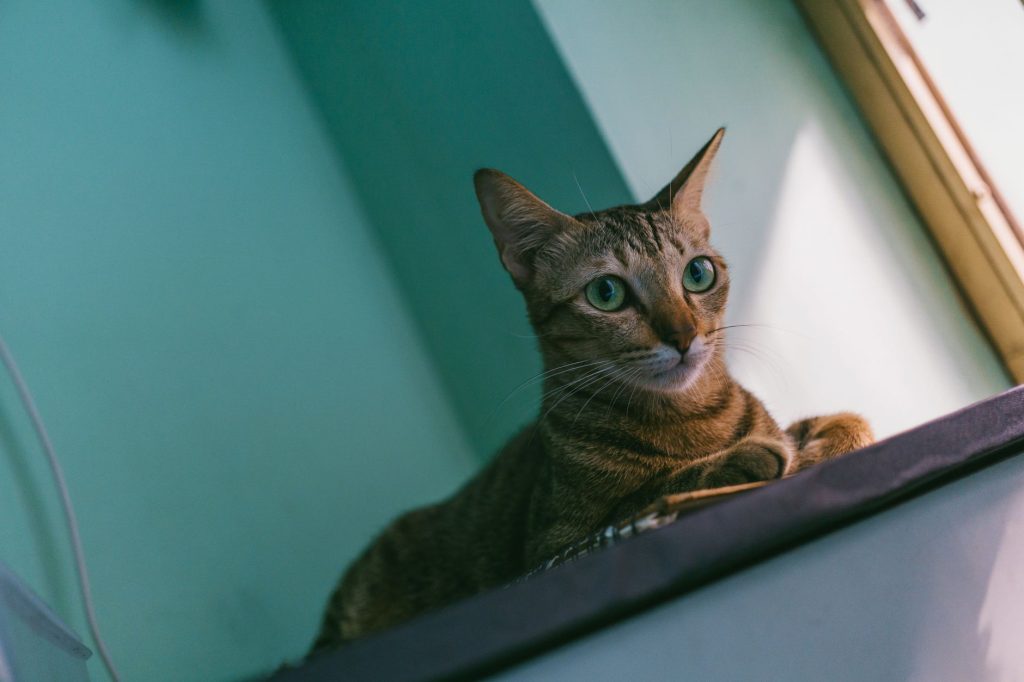 Chat d&rsquo;intérieur : aménager son territoire et prévenir l&rsquo;ennui