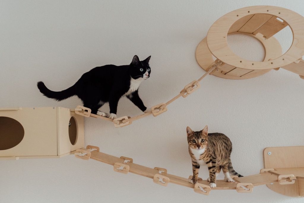 Chat grimpant sur un arbre à chat dans un salon