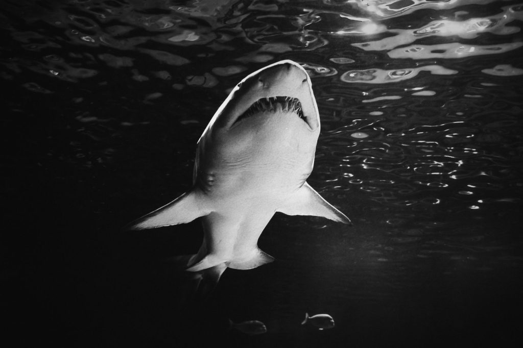 Grand requin blanc nageant en pleine eau dans l'océan