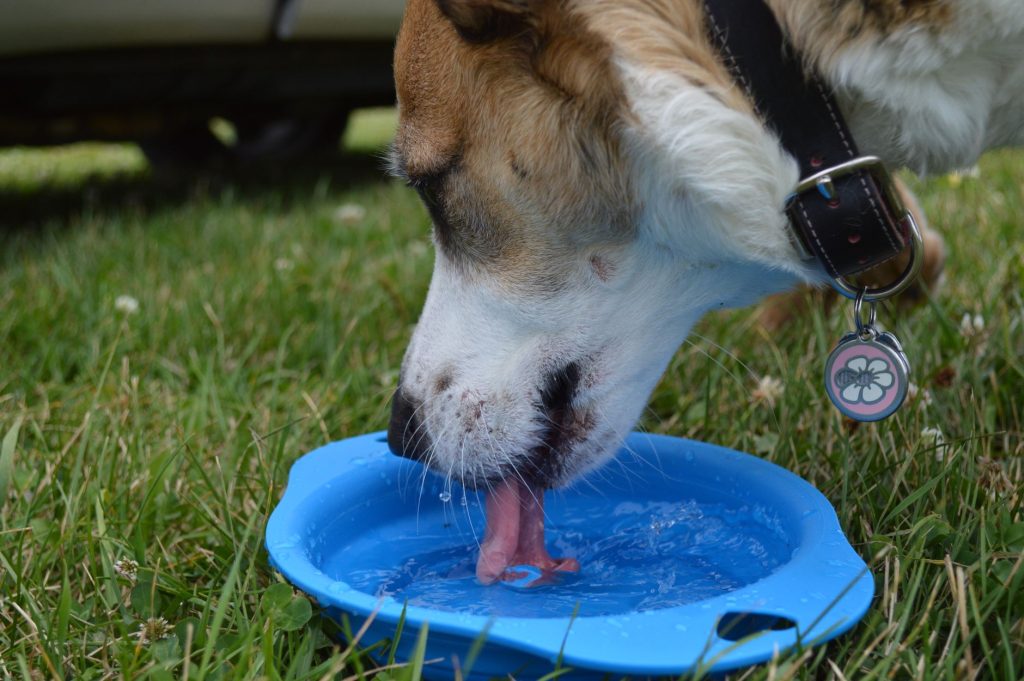 Chien buvant de l'eau fraîche dans une gamelle en extérieur