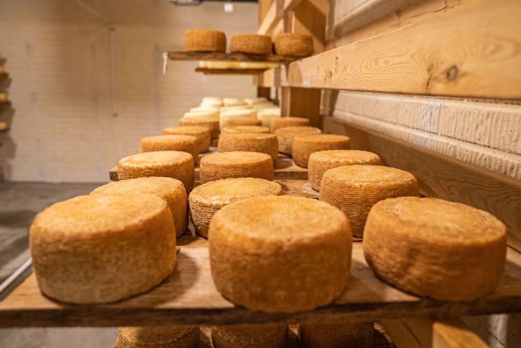 Fromages de chèvre fermiers en cours d'affinage