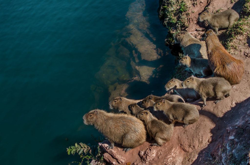 Groupe de capybaras adultes et jeunes rassemblés au bord de l'eau
