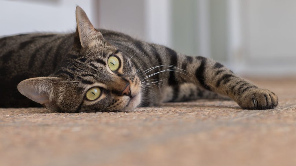 Chat adulte allongé au repos sur un canapé
