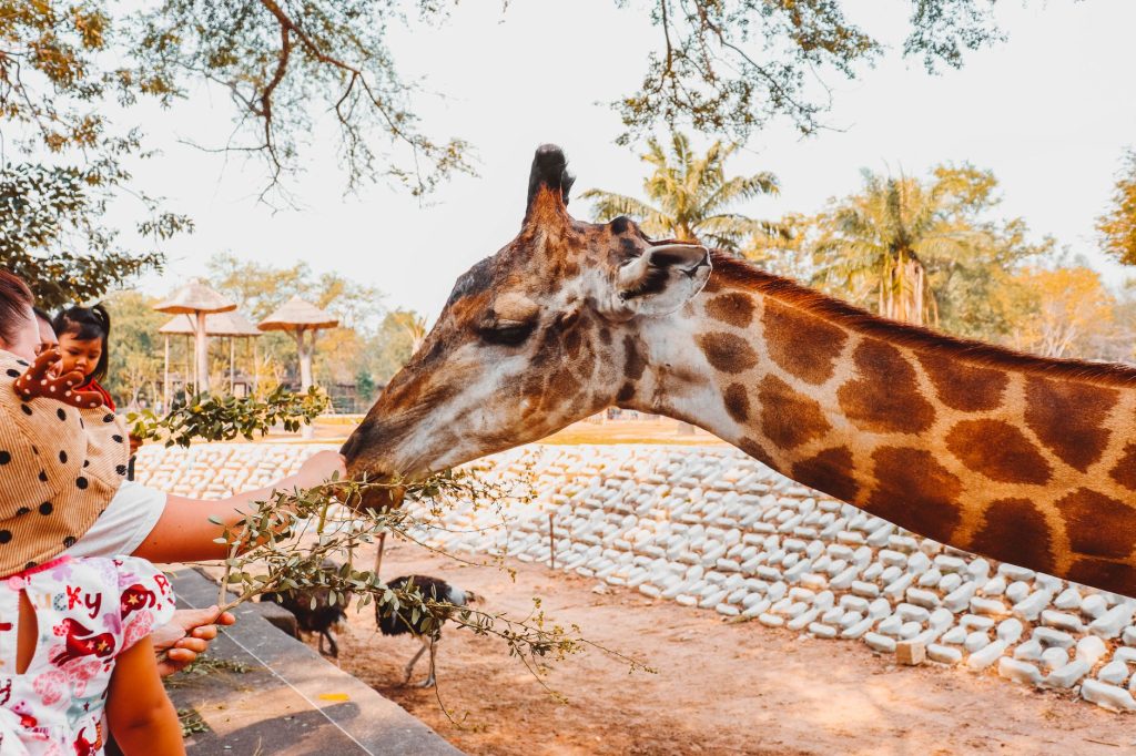 Visiteurs et enfants observant des animaux dans un parc zoologique, mission pédagogique