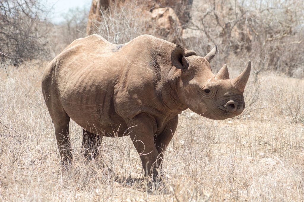 Rhinocéros dans la savane africaine, braconné pour sa corne