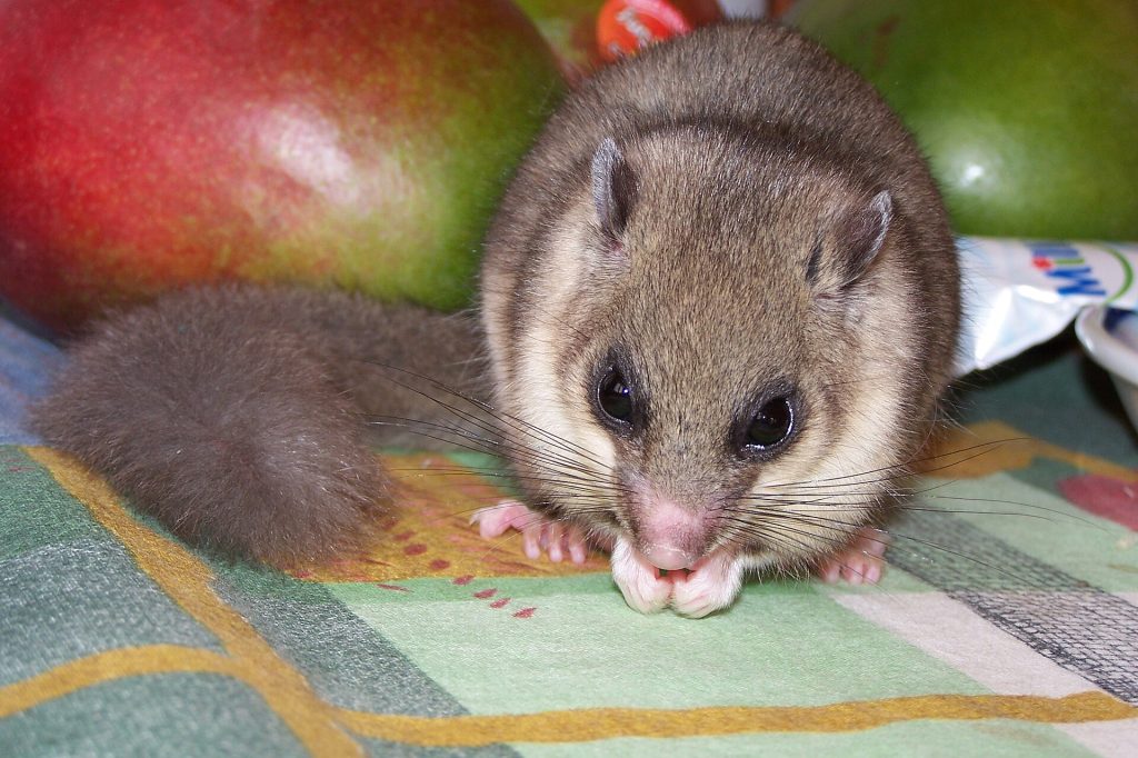 Loir gris agrippé à une branche, pelage gris argenté et grands yeux noirs