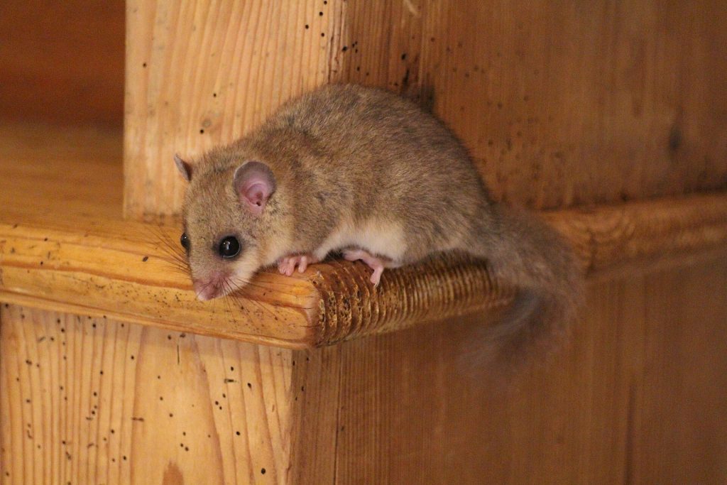Le loir gris : hibernation, vie nocturne et cohabitation dans les combles