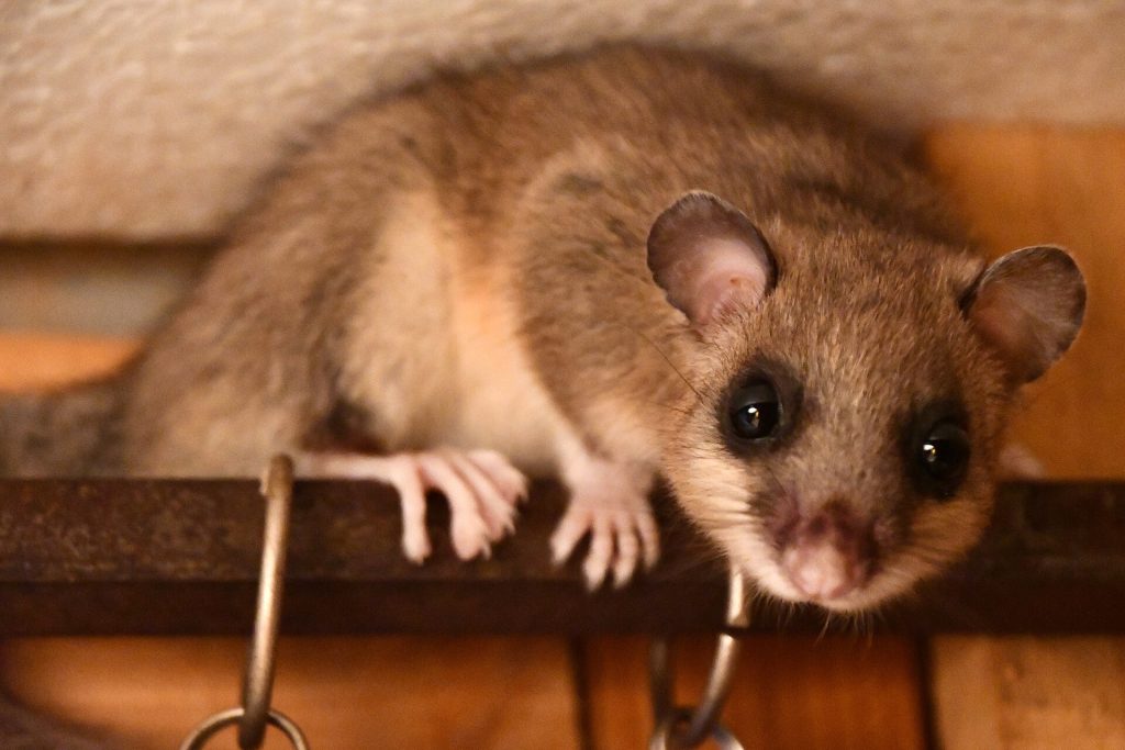Loir gris observé de nuit dans un arbre, yeux brillants et pelage gris