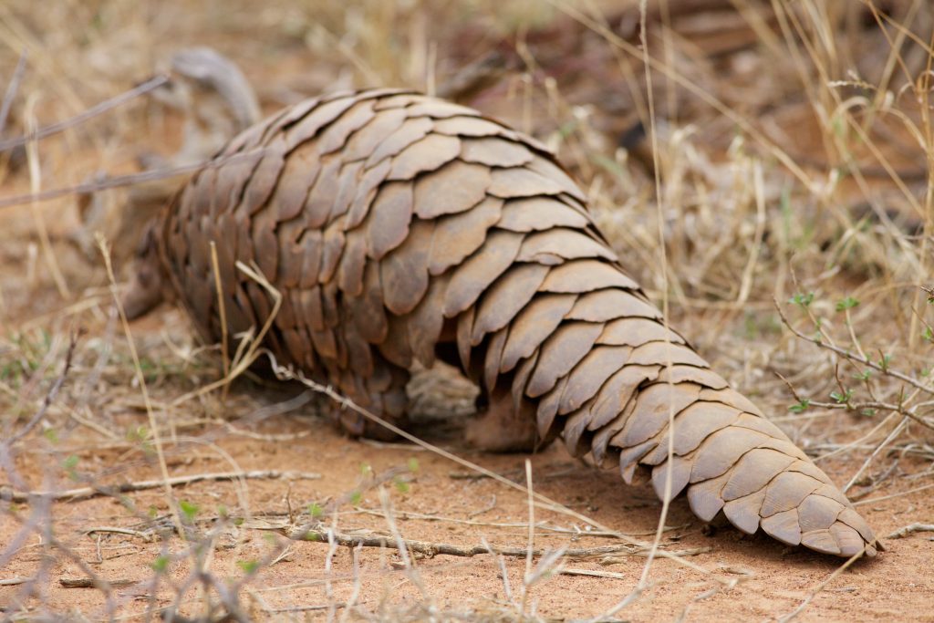 Le pangolin : le mammifère le plus braconné au monde