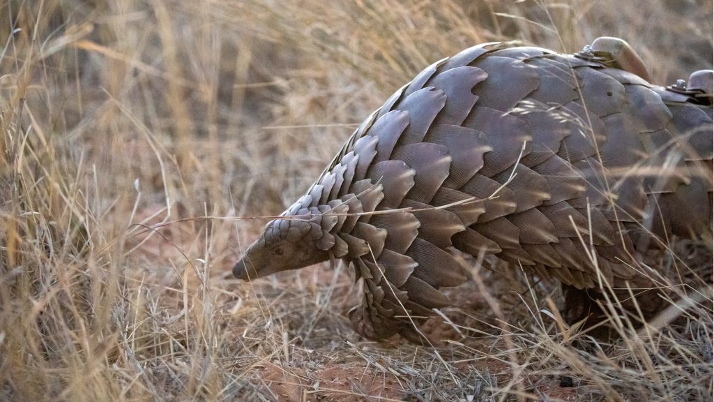 Naturalistes realisant le suivi scientifique d un pangolin relache dans la nature