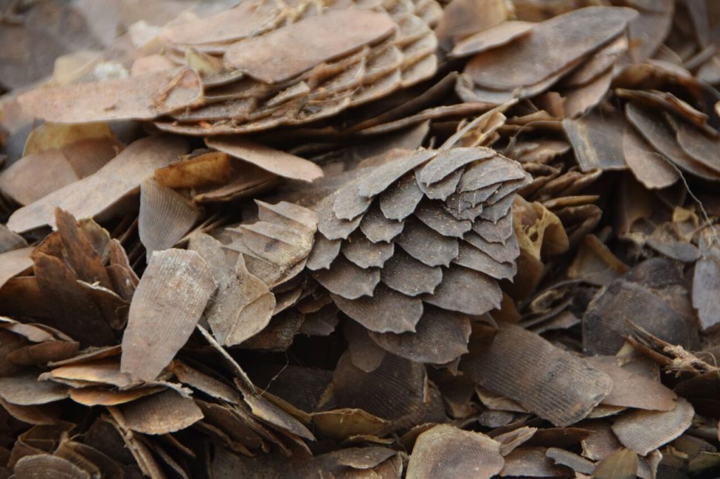 Ecailles de pangolin saisies et detruites lors d une operation anti trafic au Cameroun