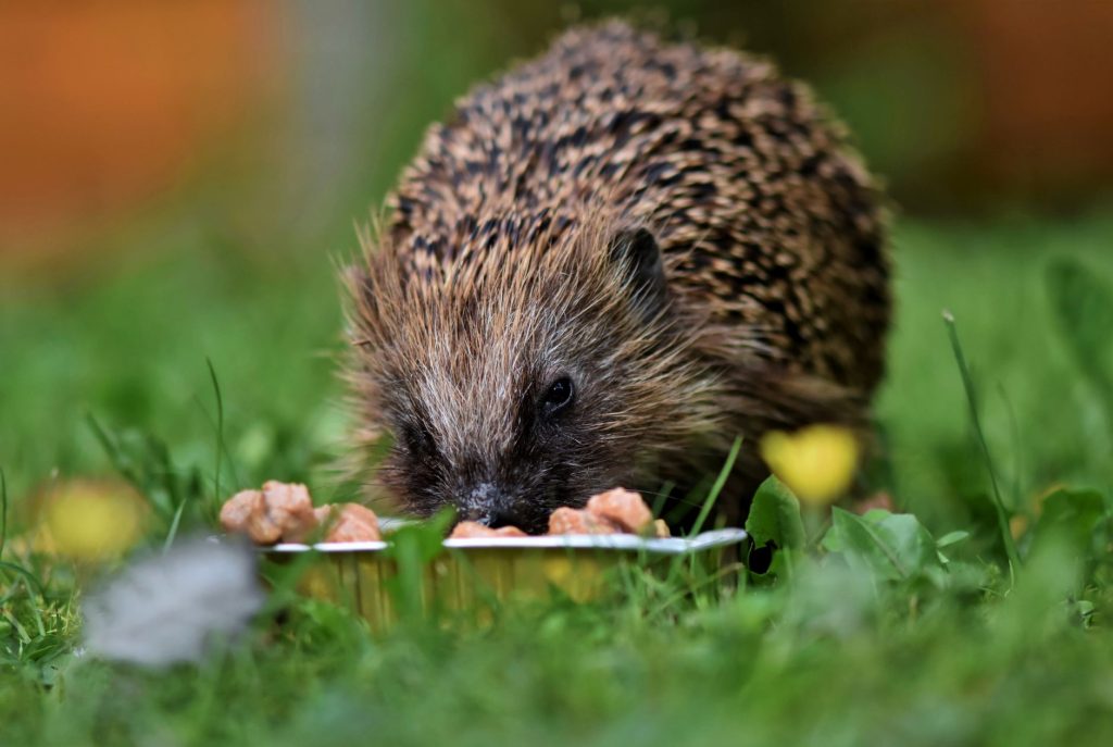 Hérisson venant se nourrir au ras du sol dans l'herbe