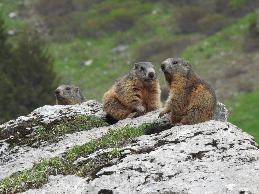 Marmotte des Alpes dressée sur un rocher en position de guet