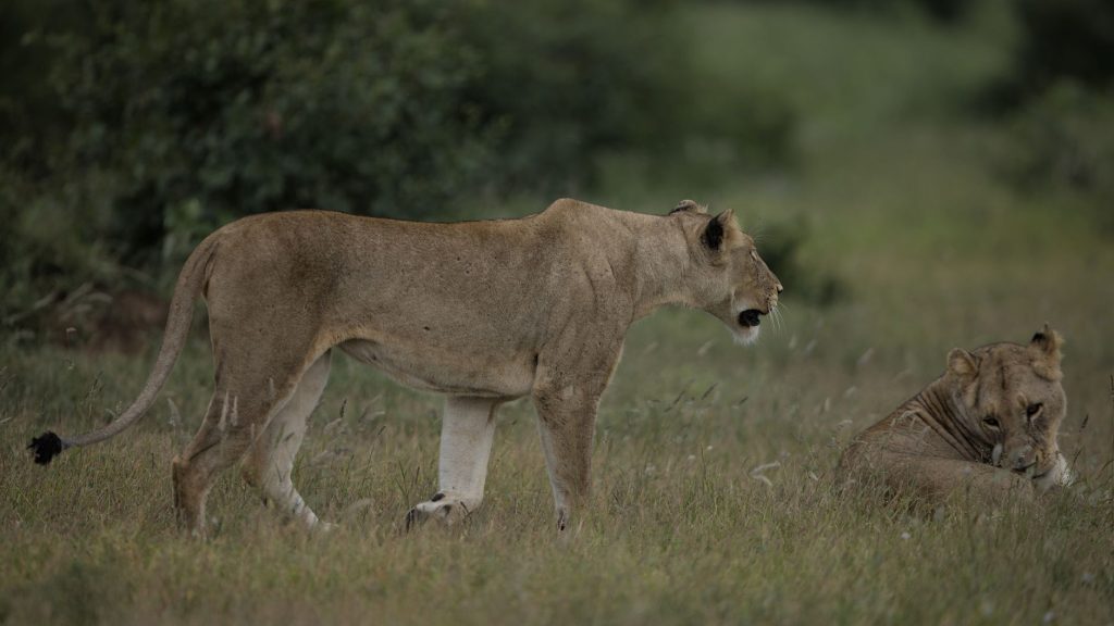 Lionne en chasse dans les hautes herbes de la savane